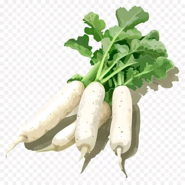 Radish White - 1 Bunch with Lefy