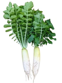 Radish White - 1 Bunch with Lefy