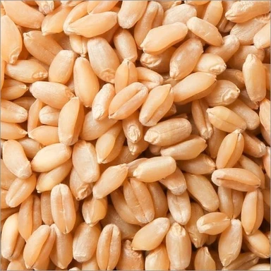 Annadata Wheat