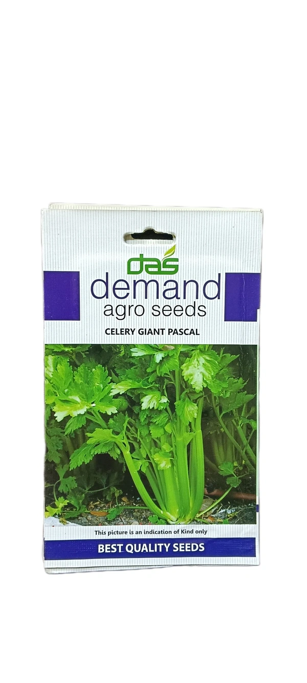 Celery Giant Pascal