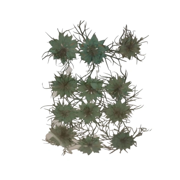 Dried Press Flower HGS-54