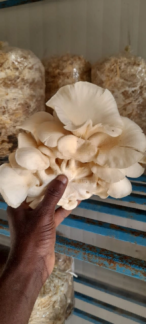 Leafy Mushroom (oyster)  - White, 200 Grams