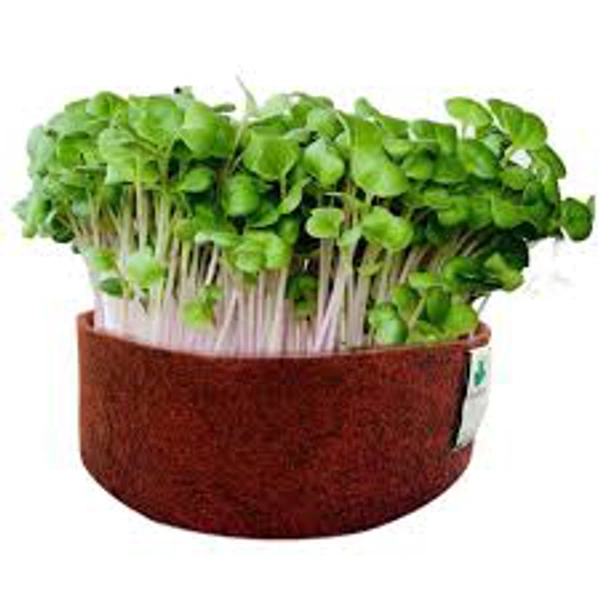 Micro Greens (Radish-pink)  - White, 100 Grams