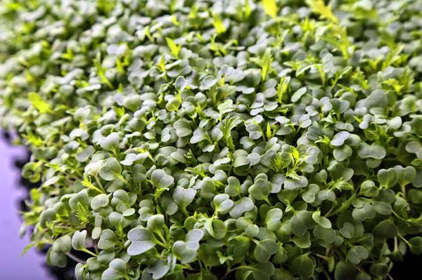 Micro Greens (broccoli)  - Green, 100 Grams