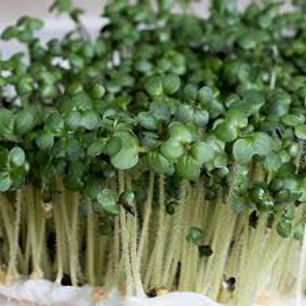 Micron Green (Green Mustard)  - Pine Green, 100 Grams