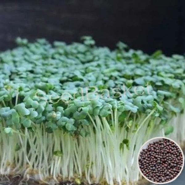 Micron Green (Green Mustard)  - Pine Green, 100 Grams