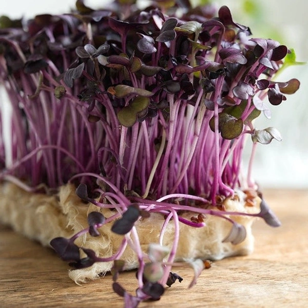 Micro Greens (Radish-pink)  - Pink Flamingo, 100 Grams