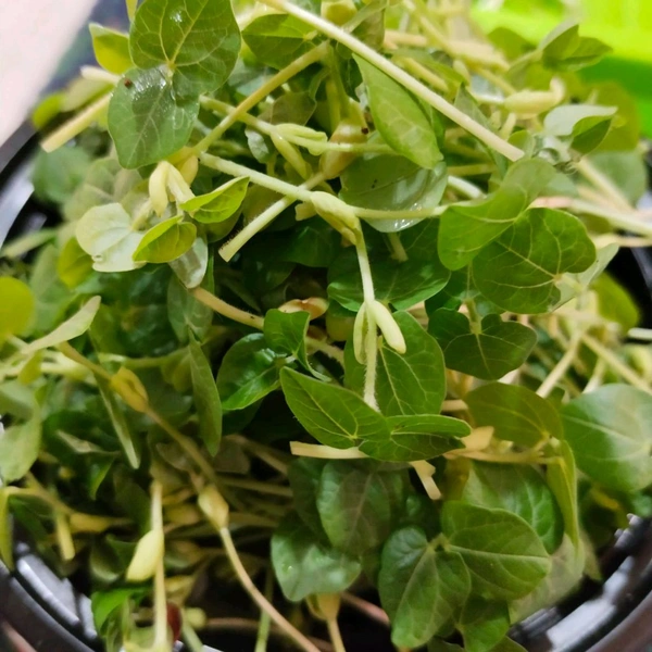 MICRO GREEN SALADS - Green, 200 Gram Packets