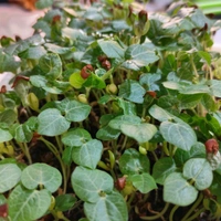 MICRO GREEN SALADS - Green, 200 Gram Packets