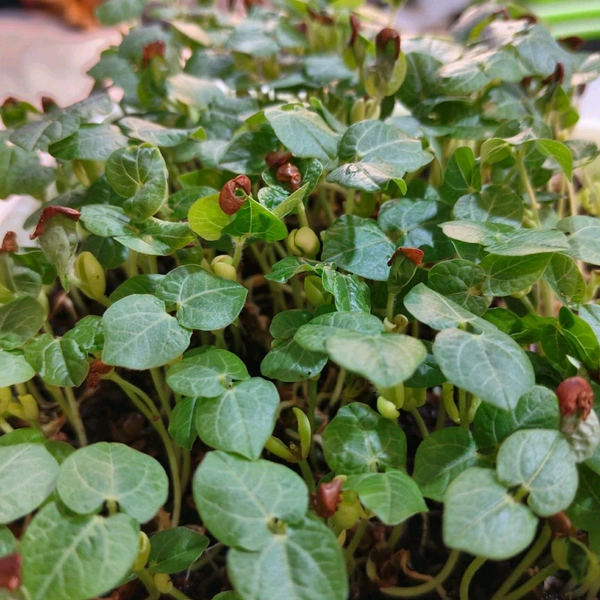MICRO GREEN SALADS - Green, 200 Gram Packets
