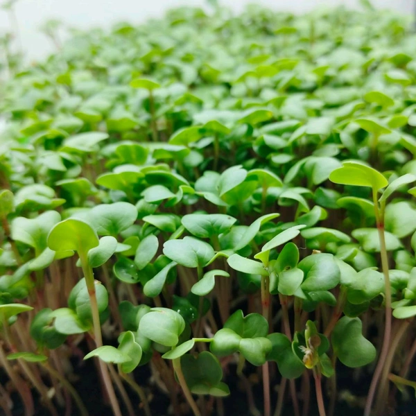 Monthly Subscription: Microgreens - 2 Box (125 grams each) X 2 Delivery per week