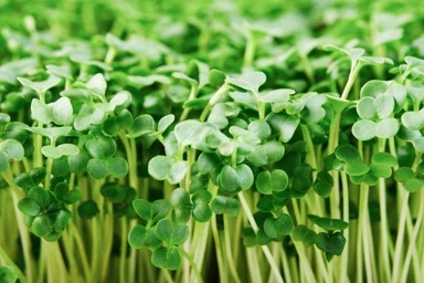 Microgreens