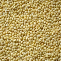 Panivaragu / Prosomillet-500g