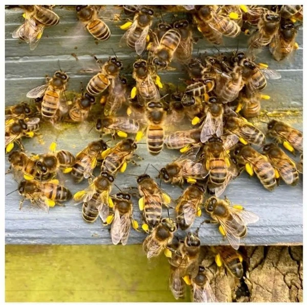 SHAHADWALE Bee Pollen | Mustard Bee Pollen| Coconut Bee Pollen | Multi Flora Bee Pollen | Buy Now - 250 Gm, Mustard Pollen