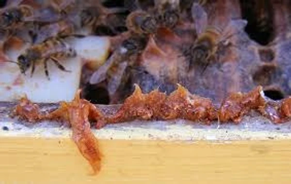 Raw Bee Propolis - 100 gm