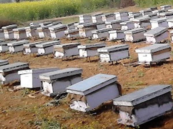 BeeHive on Rent / Pollinator Bees / Honeybees for Pollination - Pollinators