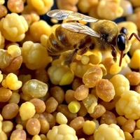 Raw Bee Pollen for Bees – Bulk Orders - Bucket, Mustard, 15 kg
