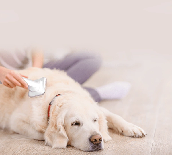 Eureka Forbes , Euro Clean FORBES BUDDY PET GROOMING KIT