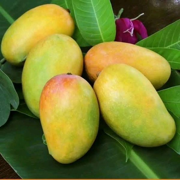 Gujarat Kesar Mango [1 Kg]