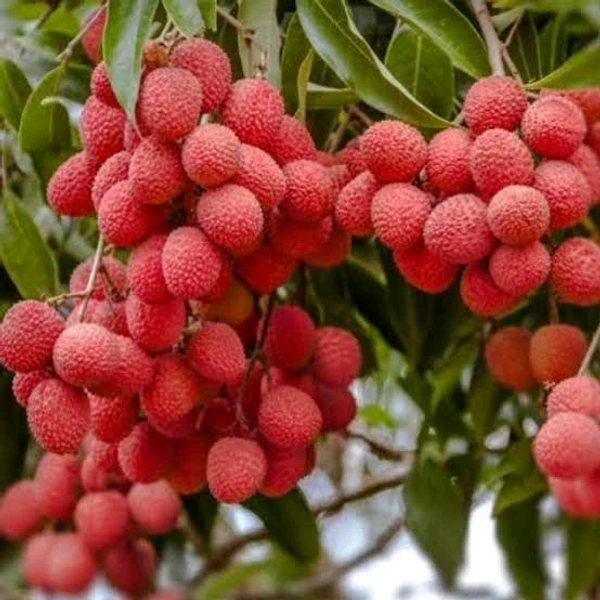 Lychee [1 Kg]