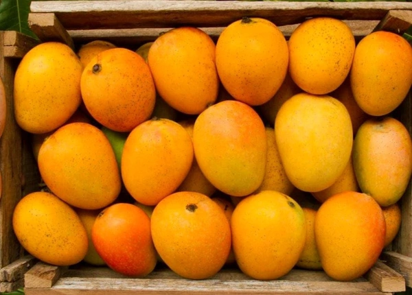Konkan Alphonso Mango (Large Size) - 1 Dozen
