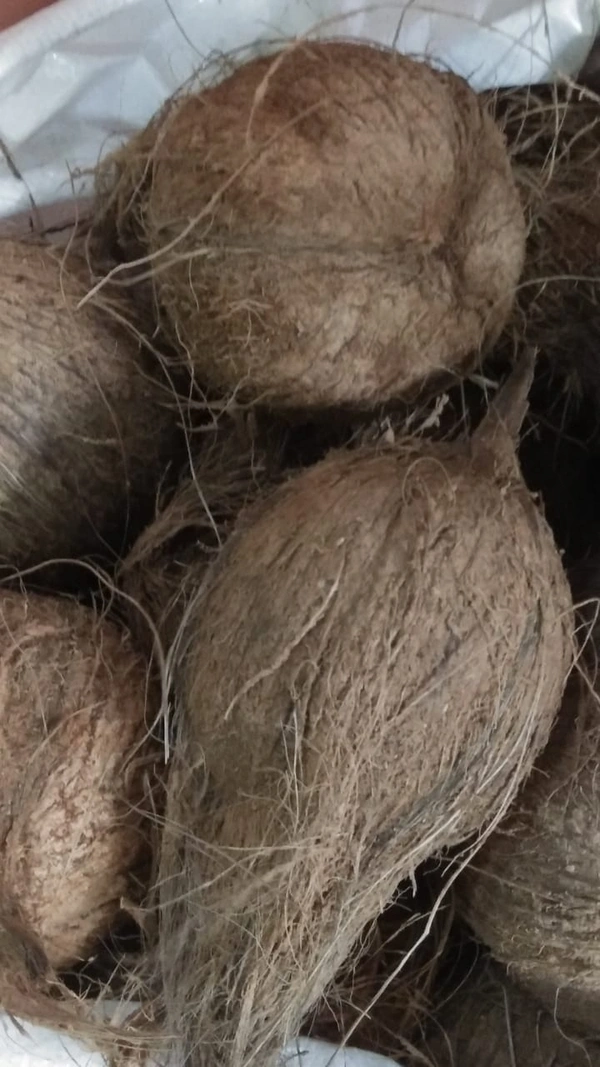 Coconut തേങ്ങ - 1 pc small size
