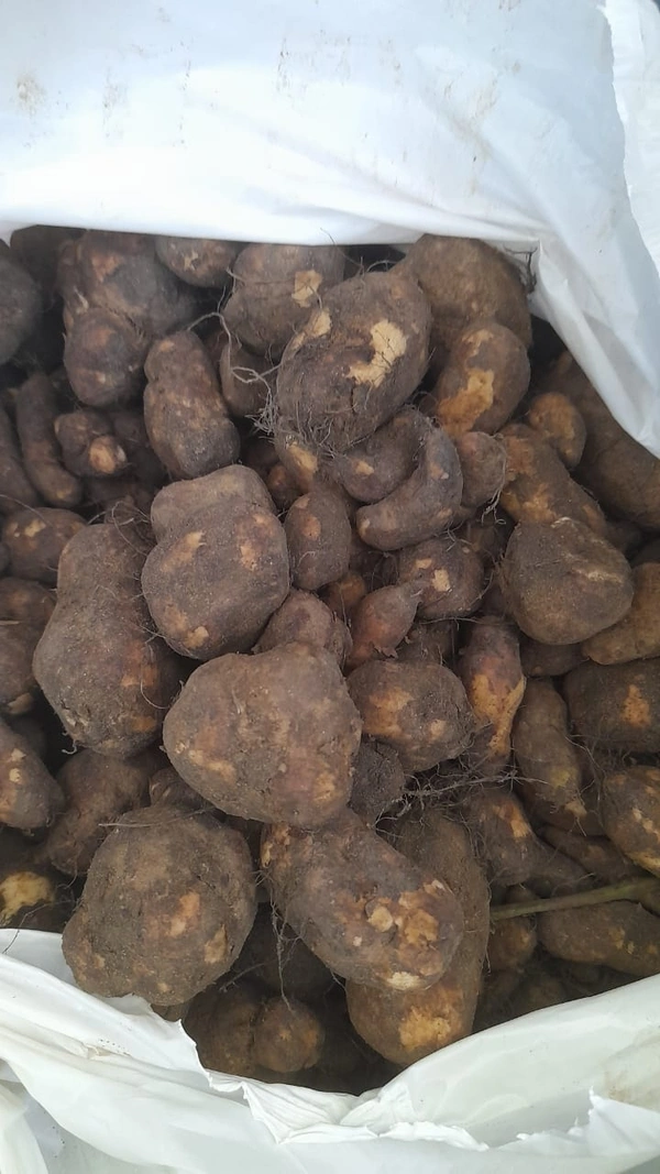Koorka കൂർക്ക - 900 gms to 1100 gms