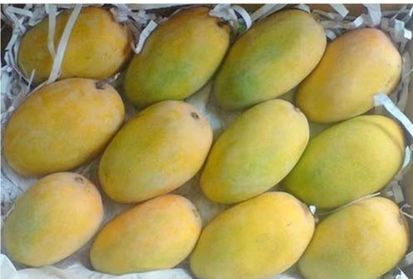 केसर आम (Kesar Mango) - 1 Kg