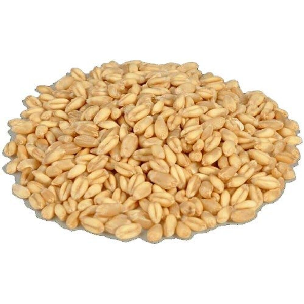 Wheat 🌾 (Gahama) (ଗହମ)  - 1kg