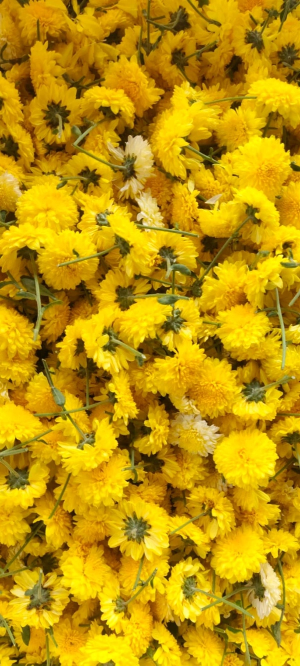 Scent Yellow ( ಸೇವಂತಿ ) - 250 grams