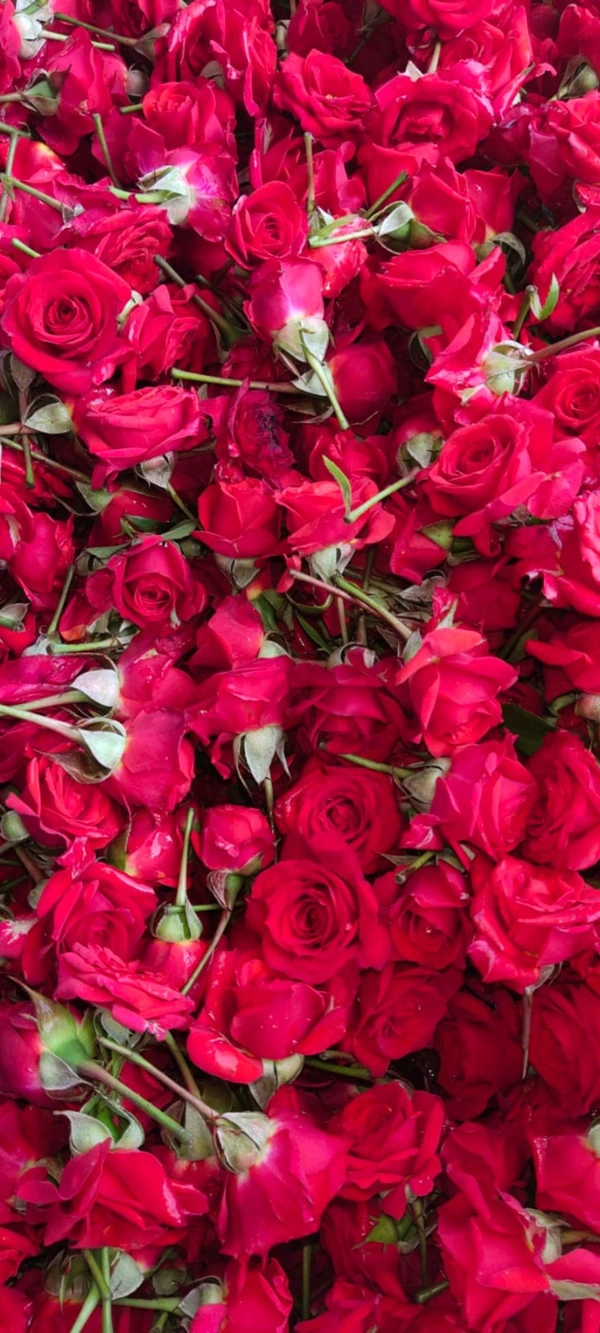 Red Button Rose - 500 grams