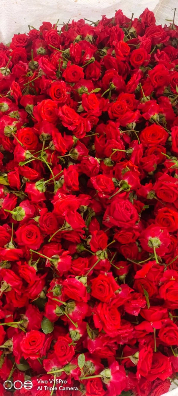 Red Button Rose - 500 grams