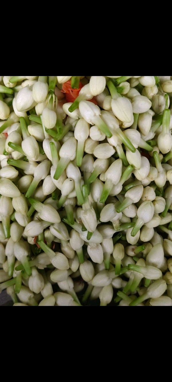Jasmine (ಮಲ್ಲಿಗೆ) - Pack Of 100 Gram