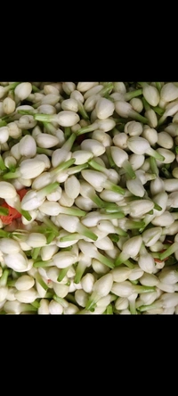 Jasmine (ಮಲ್ಲಿಗೆ) - Pack Of 100 Gram