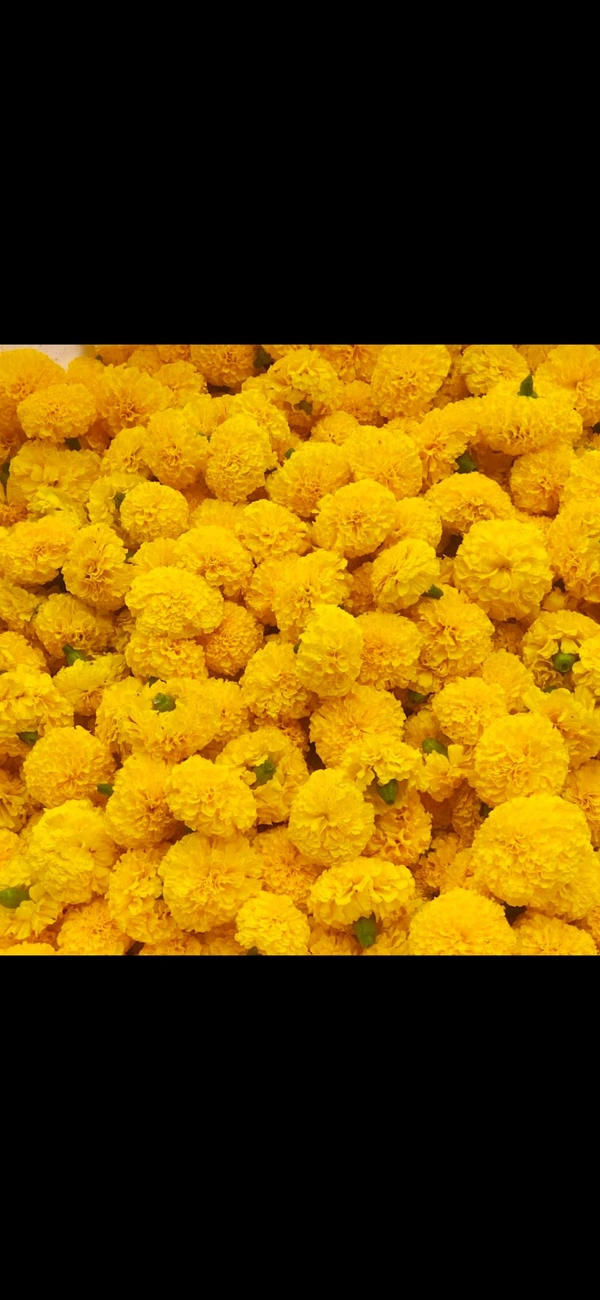 Marigold Yellow - 500 grams