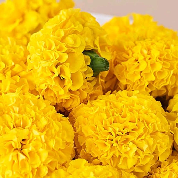 Marigold Yellow - 250 grams