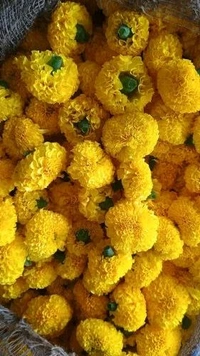 Marigold Yellow - 250 grams
