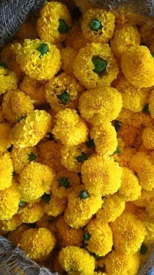Marigold Yellow - 250 grams