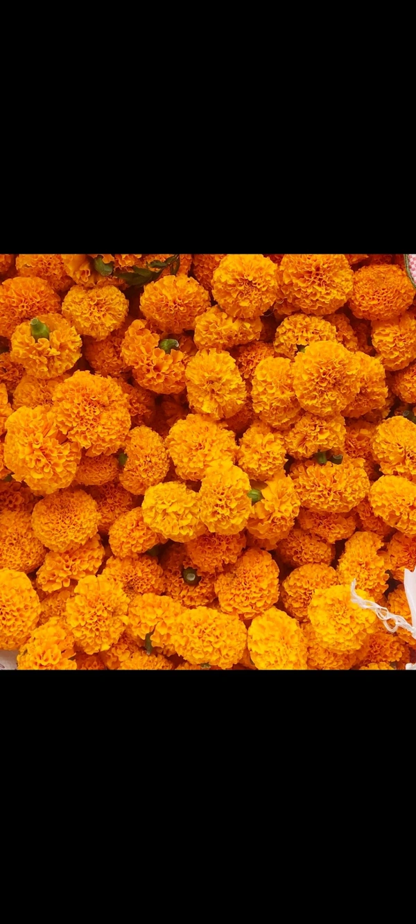 Marigold Red - 500 grams
