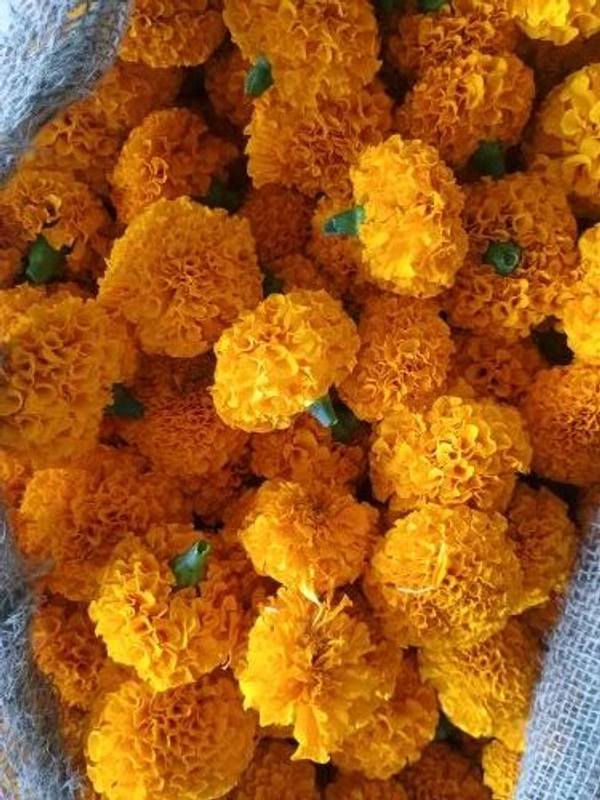Marigold Red - 250 grams