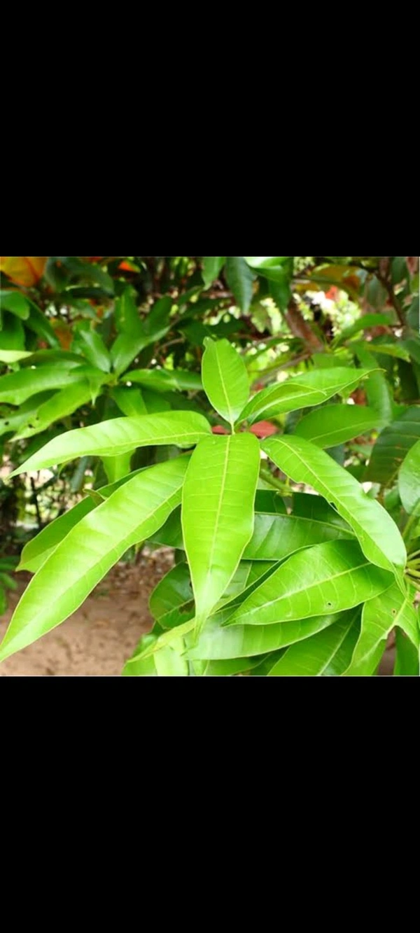 Mango Leaves (ಮಾವಿನ ಎಲೆ) - Pack Of 15-20 Leaves/Bunch