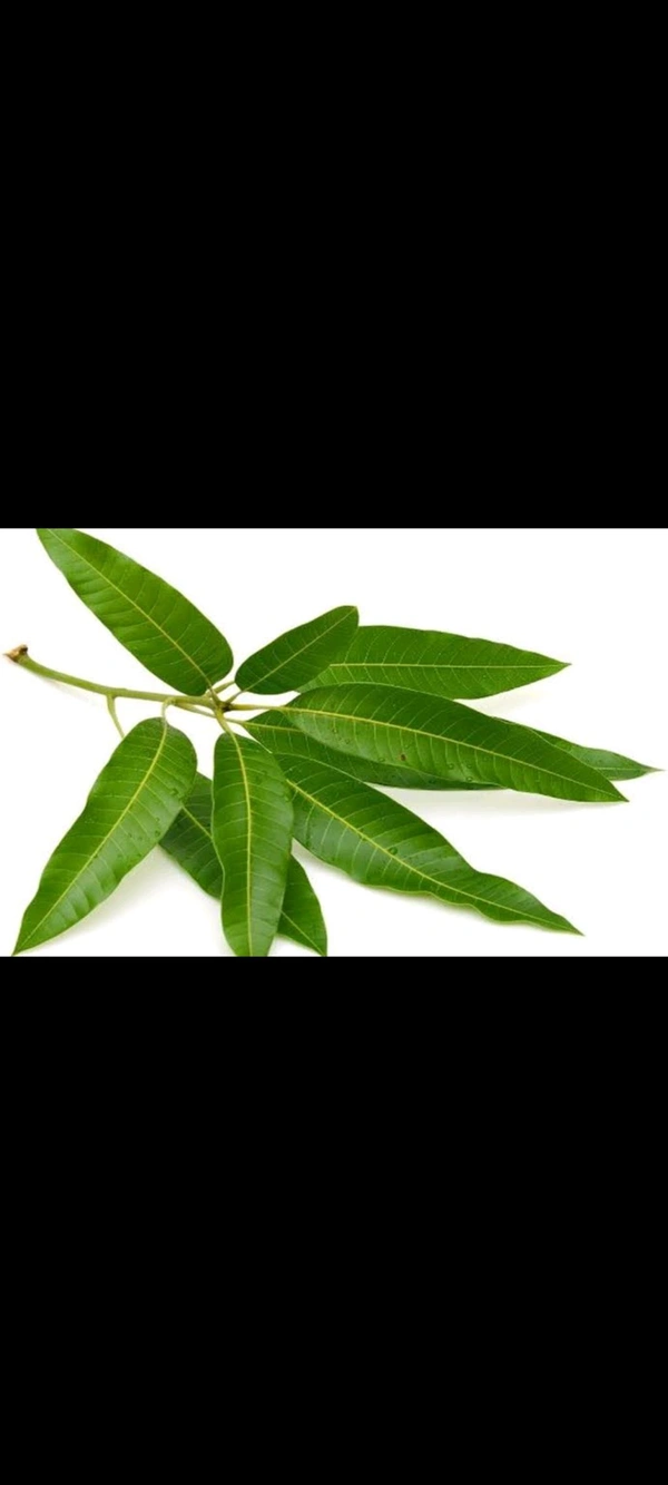 Mango Leaves (ಮಾವಿನ ಎಲೆ) - Pack Of 15-20 Leaves/Bunch