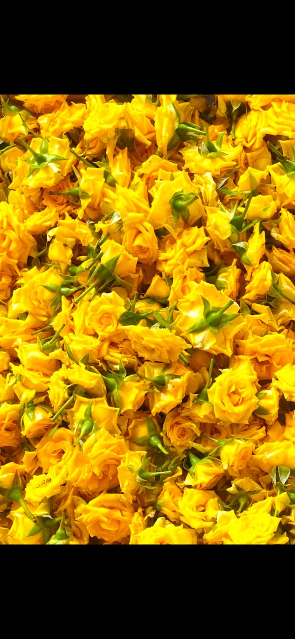 Yellow Button Rose - 500 grams