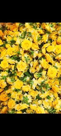Yellow Button Rose - 500 grams