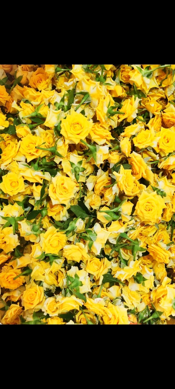 Yellow Button Rose - 500 grams