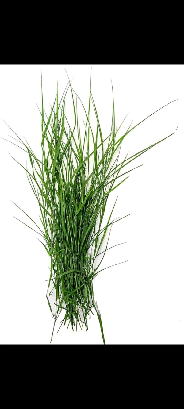Durva Patra (ಗರಿಕೆ ಹುಲ್ಲು) - Pack Of One Bunch