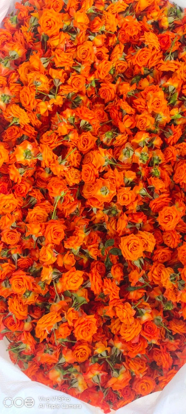 Orange Button Rose - 500 grams