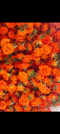 Orange Button Rose - 500 grams