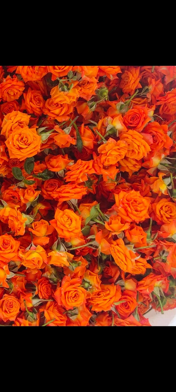Orange Button Rose - 500 grams
