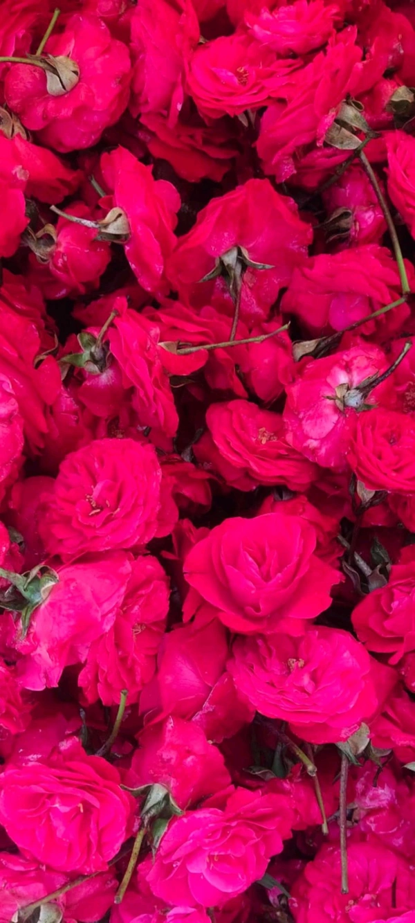 panneer Scent Rose  - 250 grams